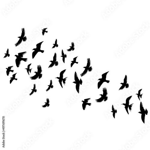 flying birds silhouette, isolated on white background vector