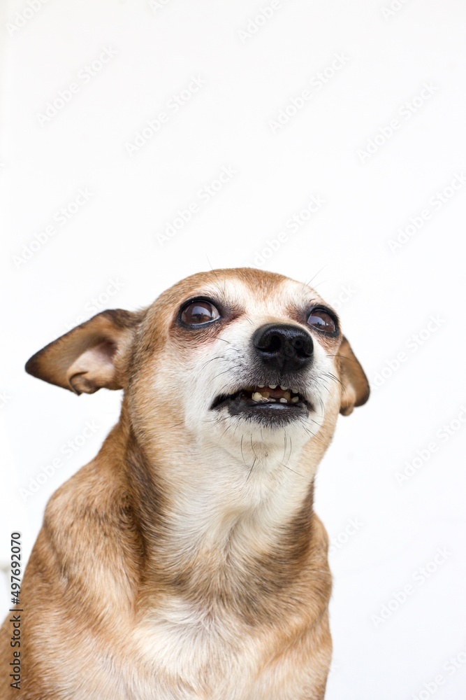 portrait of a dog portrait of a dog