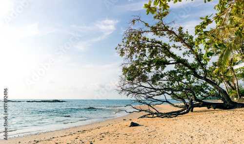 Fototapeta Naklejka Na Ścianę i Meble -  Old tree on the beach, tropical summer beach, nature background, environmental concept