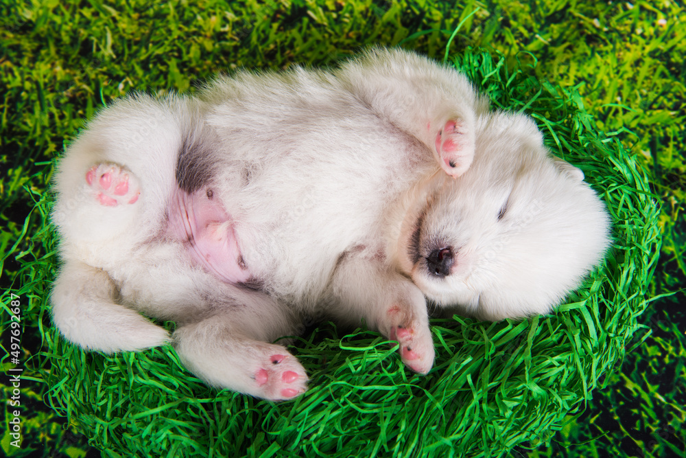 White small Samoyed puppy dog on green grass background White small Samoyed puppy dog on green grass background