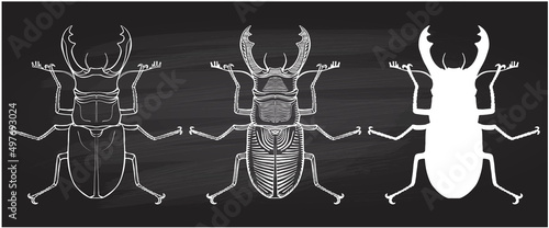 Stag-beetles chalk style sketch graphic vector illustration set