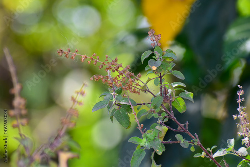 Tulsi or holy basil flowers and leaves used for tredional medicine, a plant considered sacred in India.