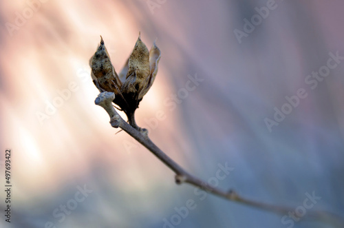 Dry capsule of hibiscus syriacus 