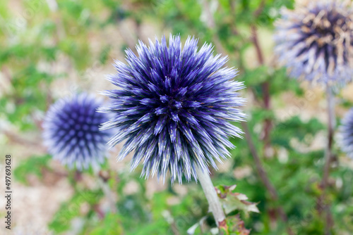 Echinops a summer flowering plant with a blue purple summertime flower commonly known as Globe Thistle, stock photo image photo