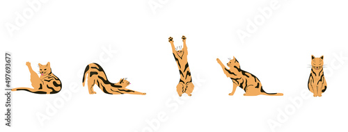 Set of cat poses. Pet isolated flat vector illustration © IrDesign