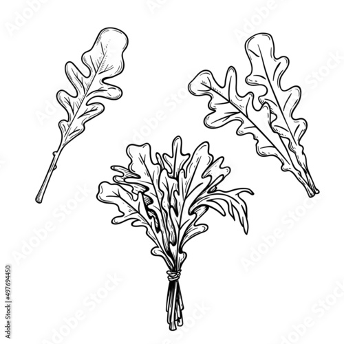 Hand drawn sketch style arugula leaves set. Ecological farm fresh. Best for packaging, flyers and banners. Vector illustrations isolated on white background.