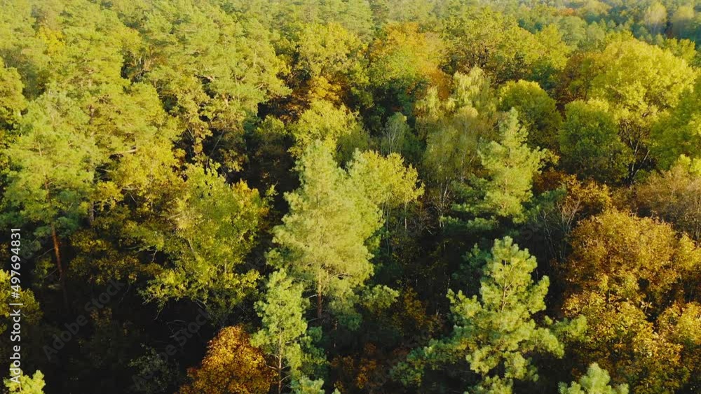 Aerial View Of Green Forest Landscape. Top View In autumn Evening. Natural Backdrop Background Of Coniferous Forest. Drone View. Bird's Eye View. Close Up Pine Spruce Crowns. Aerial View Of Green Forest Landscape. Top View In autumn Evening. Natural Backdrop Background Of Coniferous Forest. Drone View. Bird's Eye View. Close Up Pine Spruce Crowns.