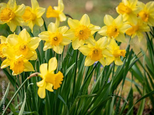 Fototapeta Naklejka Na Ścianę i Meble -  yellow daffodils in spring garden close up