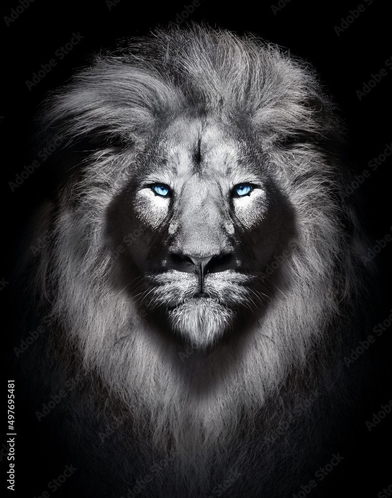 White lion with blue eyes portrait , wildlife animal isolated	
