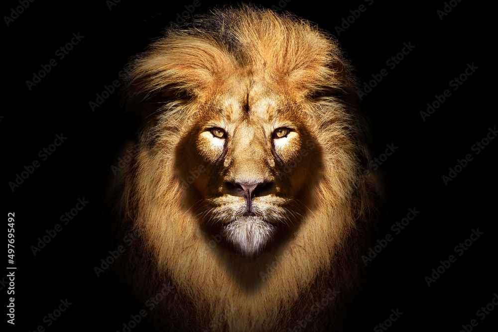 African male lion portrait , wildlife animal isolated	