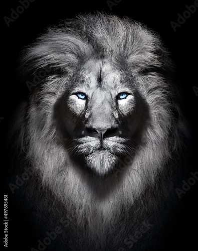 Canvastavla White lion with blue eyes portrait , wildlife animal isolated