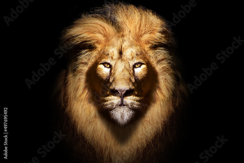 African male lion portrait   wildlife animal isolated 