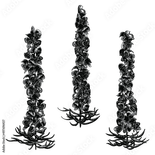 aconitum flower illustration isolated on white background