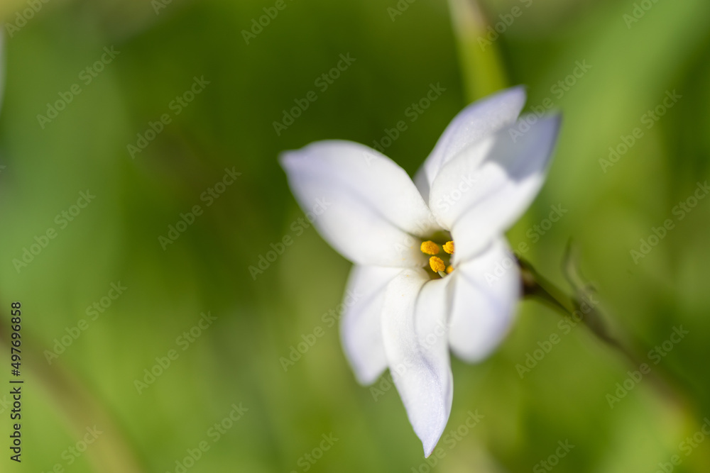 ハナニラの花 ハナニラの花
