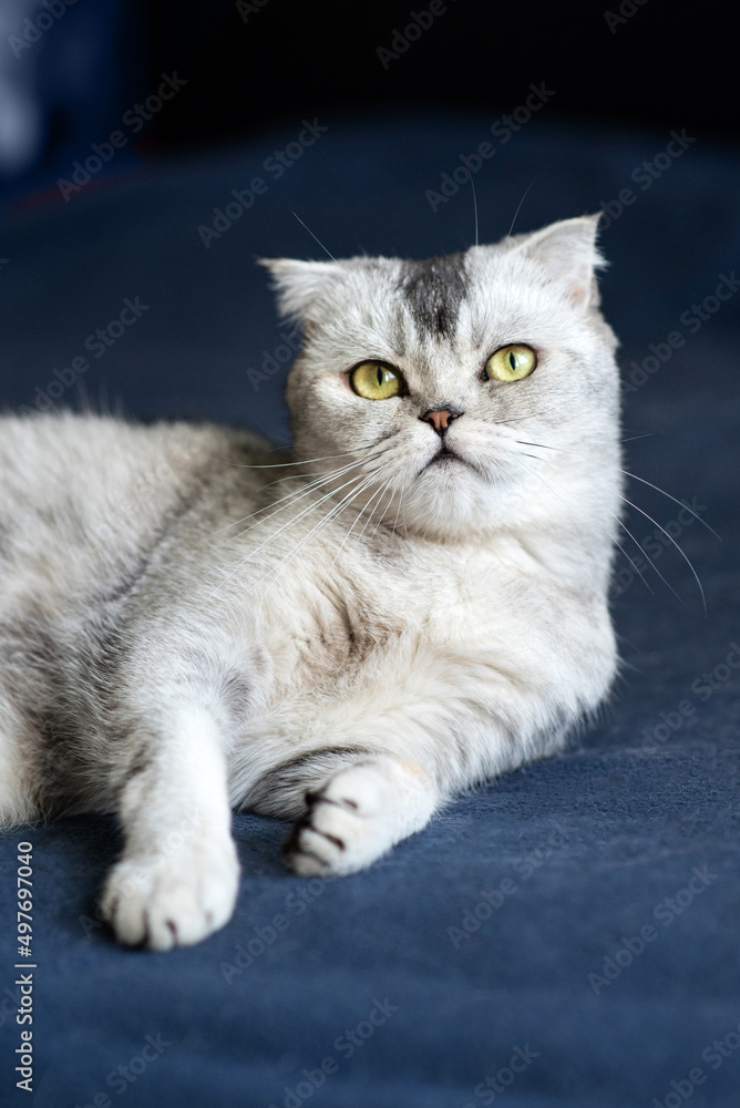 Portrait of a domestic gray Scottish Fold cat on a blue sofa in the room Portrait of a domestic gray Scottish Fold cat on a blue sofa in the room