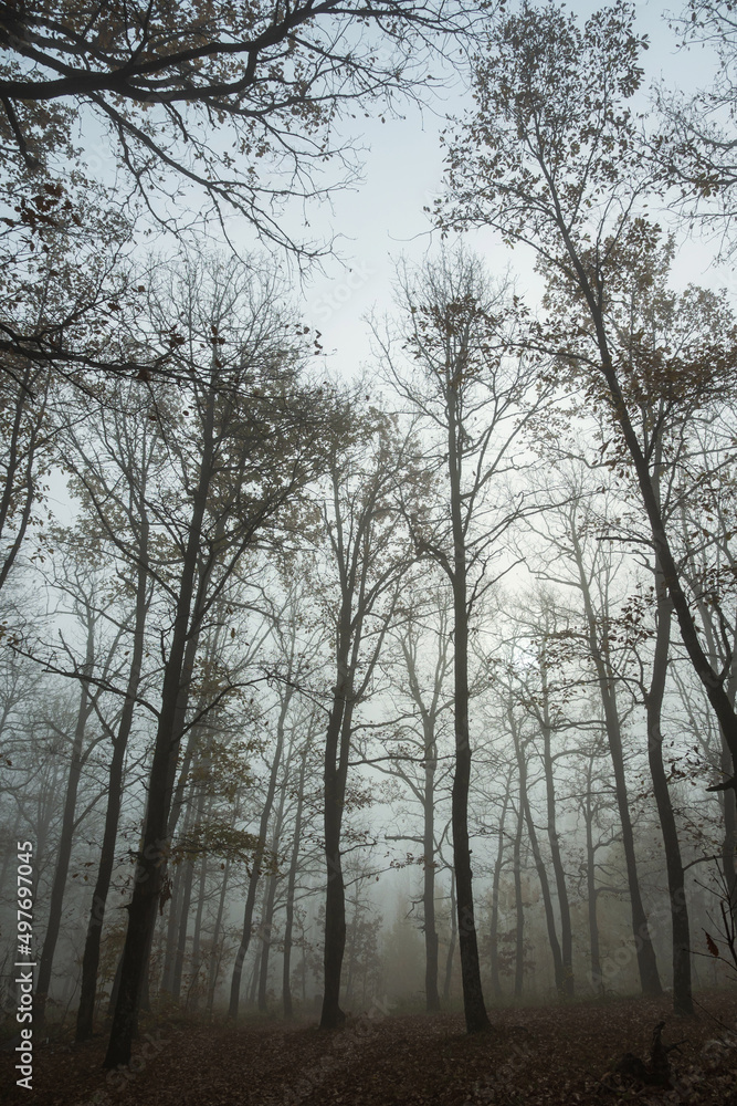 Cold foggy morning in the autumn forest. A spooky forest on a foggy day. Bare trees stand chaotically among the fallen brown leaves. Cold foggy morning in the autumn forest. A spooky forest on a foggy day. Bare trees stand chaotically among the fallen brown leaves.