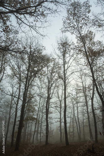Cold foggy morning in the autumn forest. A spooky forest on a foggy day. Bare trees stand chaotically among the fallen brown leaves.