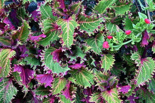 Coleus Plectranthus scutellarioides