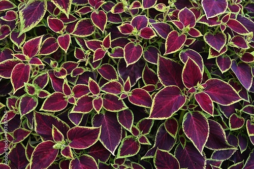 Coleus Wizard Scarlet photo