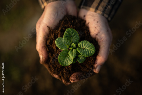 Cinematic close up shot of mature farmer hands showing young seedlings before planting it in soil full of green fertilizers on countryside agricultural bio and eco farming cultivation field garden.