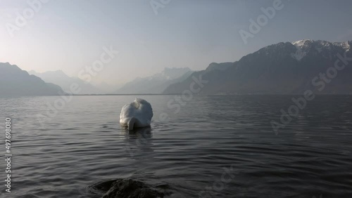 White swan in lake Geneva at sunny morning time (ID: 497698080)