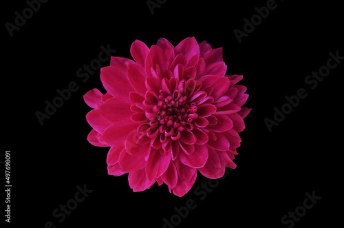 Top veiw, single chrysanthemums flower pink color blossom blooming  isolated on black background for stock photo or illustration, summer plants © Apichai