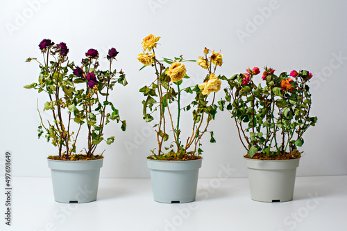 Bilde på lerret three pots with wilted roses on white background, poor bad care