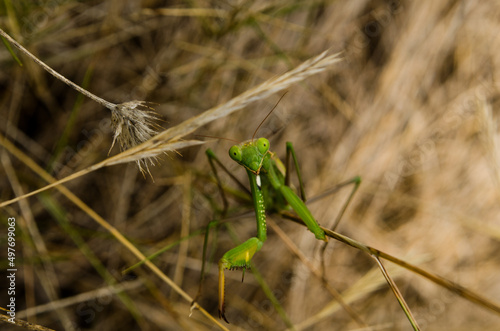 macro green praying mantis in nature
