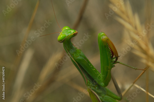 macro green praying mantis in nature