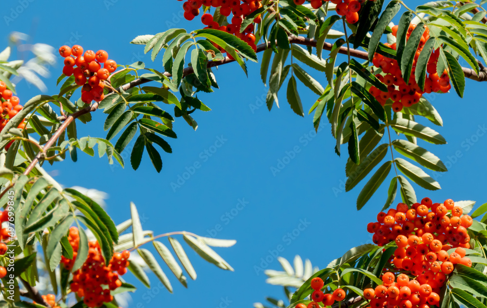 A branches of rowan with red berries banner. Autumn and natural background. Autumn banner with rowan berries and leaves. Copy space.