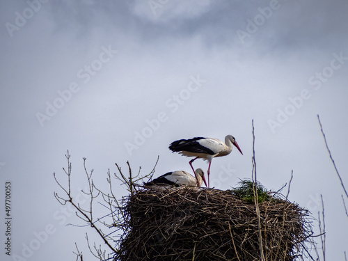 Storks in their nest