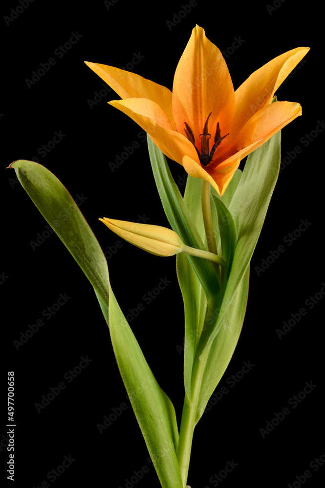 Tulipe botanique à fleur orange sur fond noir Tulipe botanique à fleur orange sur fond noir