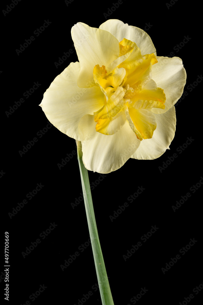 Narciisse hybride à fleur jaune Narciisse hybride à fleur jaune
