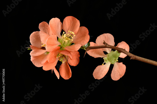 Photo Fleur orange du cognassier du Japon appelé aussi citron du nord