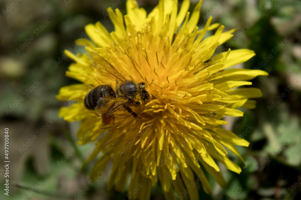 A bee perched on a yellow flower. Pompom flower. A bee perched on a yellow flower. Pompom flower.