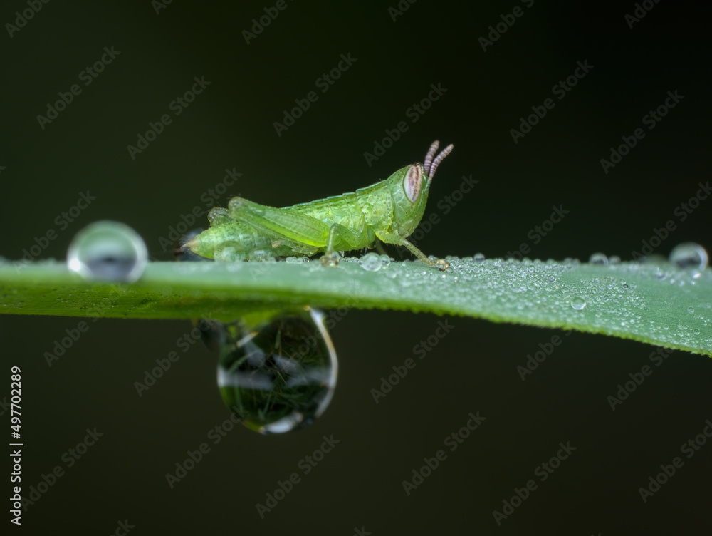 grasshopper nimfa with dew drops on the grass - obrazy, fototapety, plakaty 