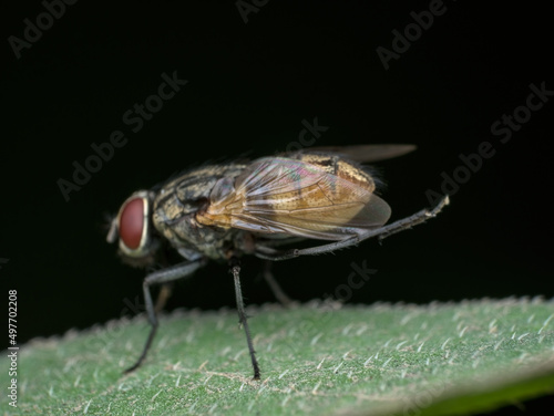closeup wing of house fly on the leaf