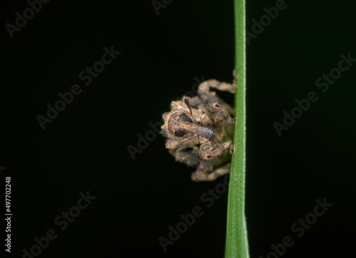 snout weevils perched on the grass
