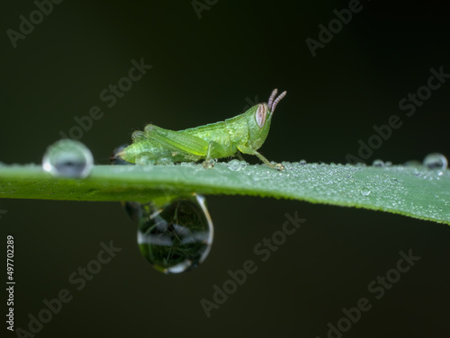 grasshopper nimfa with dew drops on the grass