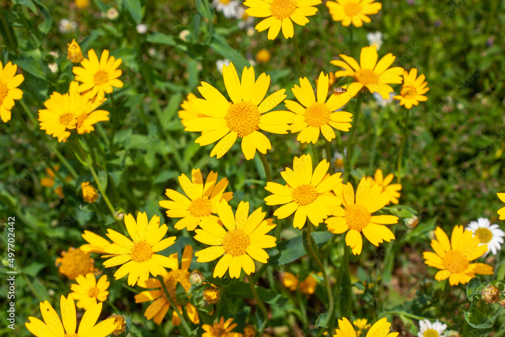 Färberkamille Anthemis tinctoria, Cota tinctoria Färberkamille Anthemis tinctoria, Cota tinctoria