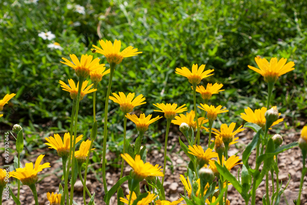 Färberkamille Anthemis tinctoria, Cota tinctoria Färberkamille Anthemis tinctoria, Cota tinctoria