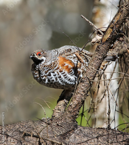 Hazel grouse in a nesting area in a mixed forest