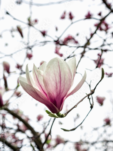 Flowering of the magnolia tree. The half-opened flower is pink and white. A magnolia flower on a tree branch. Translucent petals. Against the background of the sky and other colors of the tree.  © Anastasiia