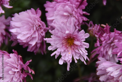 pink dahlia flower