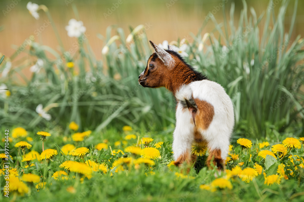 Obraz premium Little lovely baby goat in summer. Farm animals. 