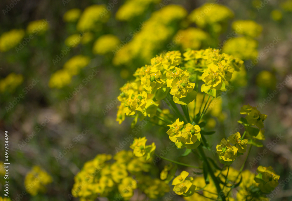 Floral spring background. Yellow Euphorbia flowers with the background out of focus. Floral spring background. Yellow Euphorbia flowers with the background out of focus.