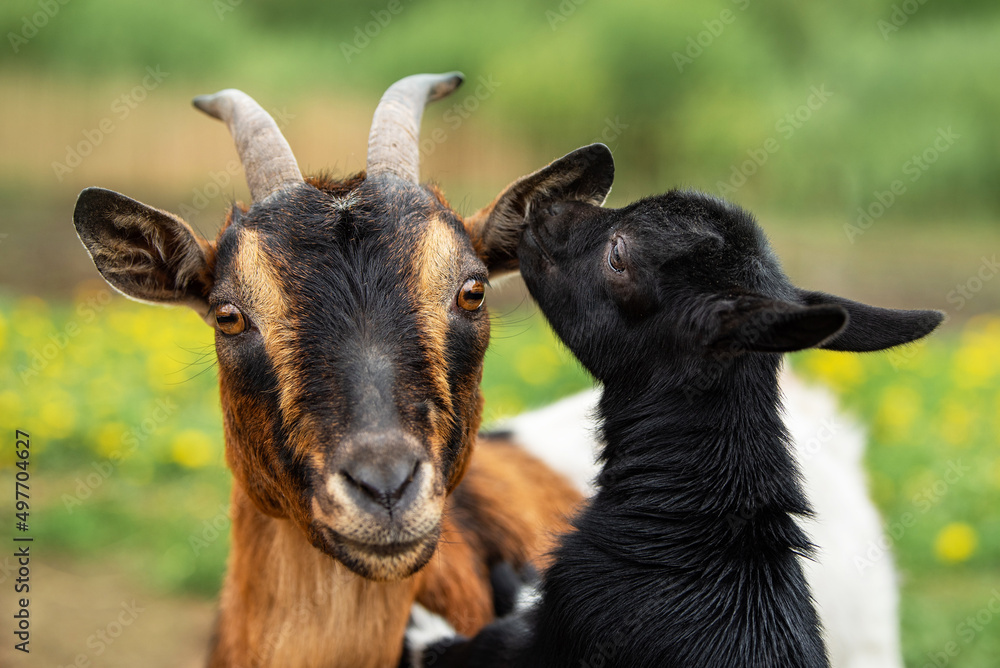 Mother goat with little baby. Farm animals. Mother goat with little baby. Farm animals.