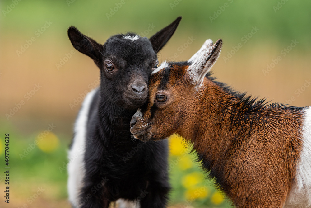 Two little baby goats in summer. Farm animals.