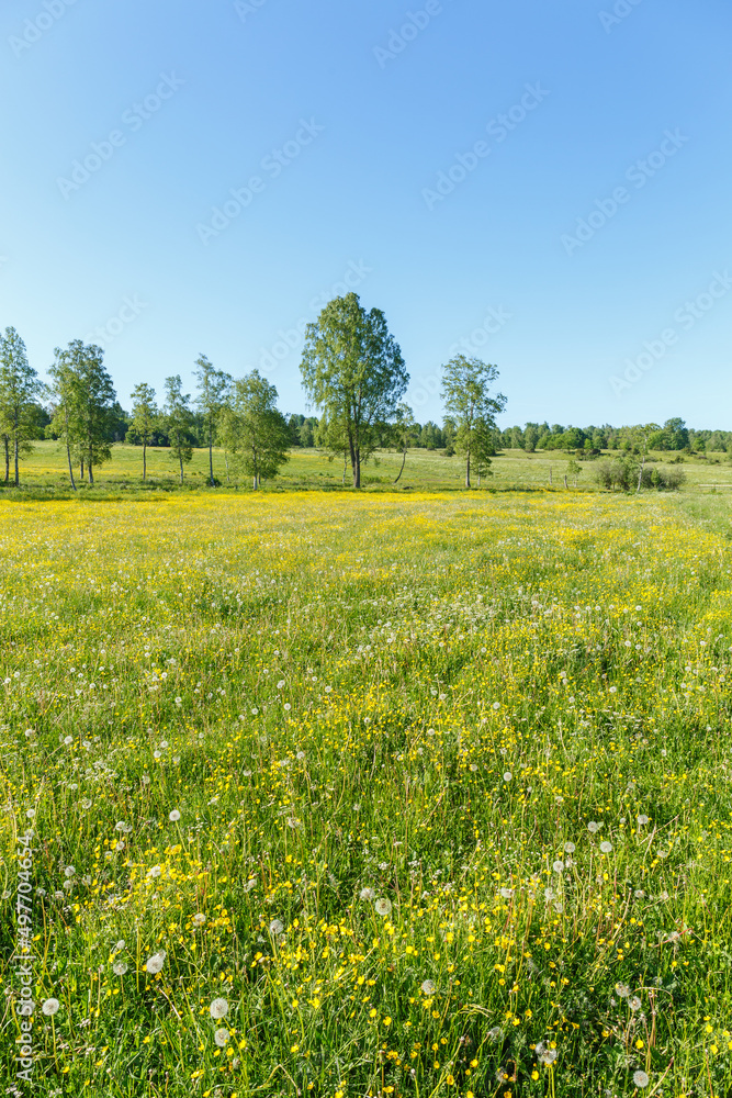 Over Flowered dandelions and buttercups flowers in a meadow