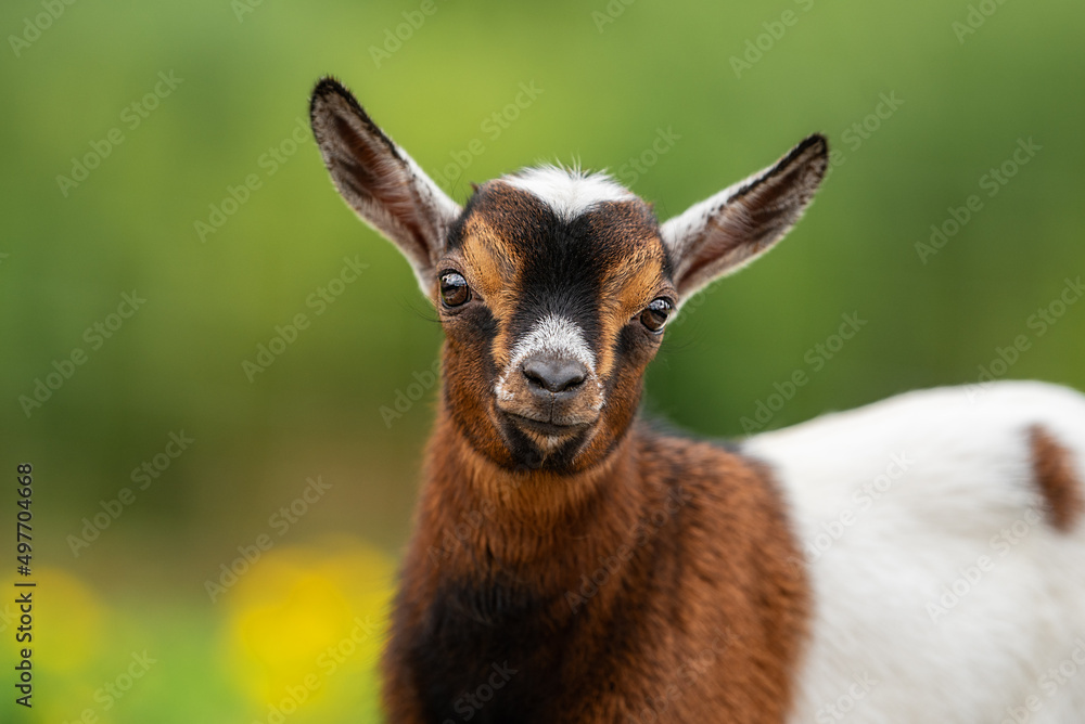 Little lovely baby goat in summer. Farm animals. Little lovely baby goat in summer. Farm animals.